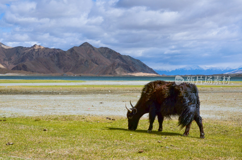 新疆克州喀拉库勒湖畔草原牧场牛群