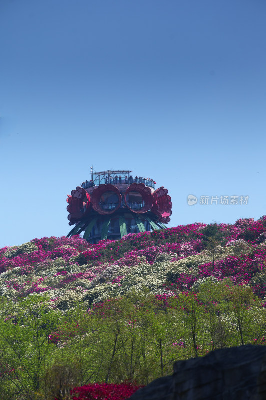 贵州百里杜鹃山间盛开的烂漫杜鹃花