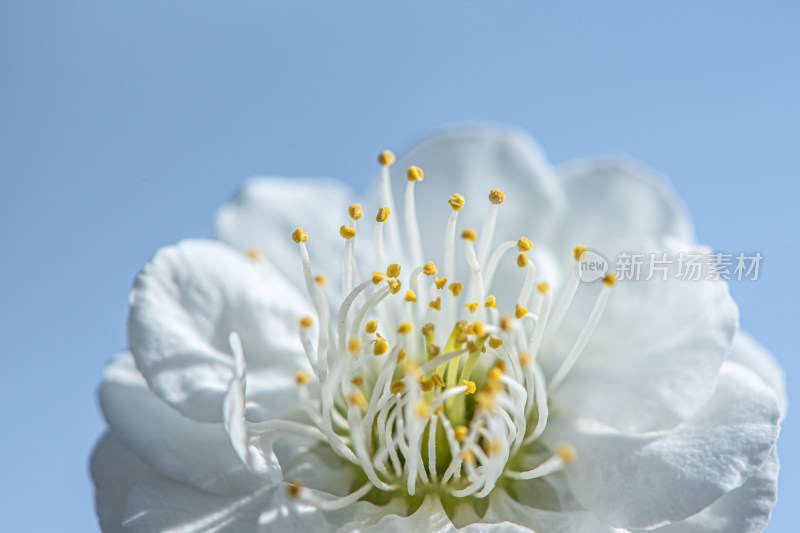 春天洁白的梅花花蕊特写