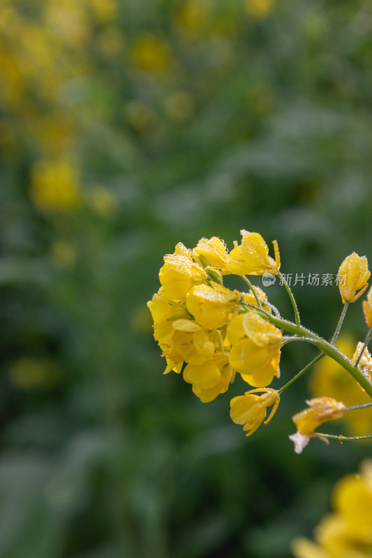 晴朗早晨带着露水油菜花特写