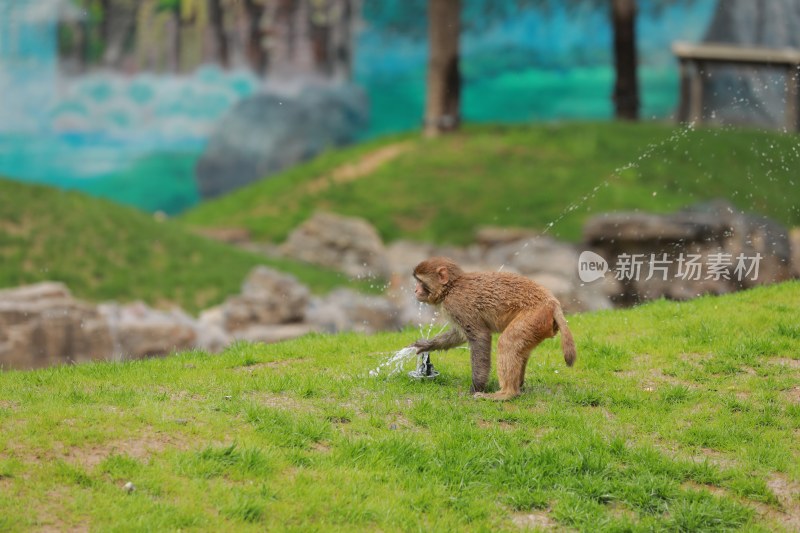 一只玩耍的猕猴