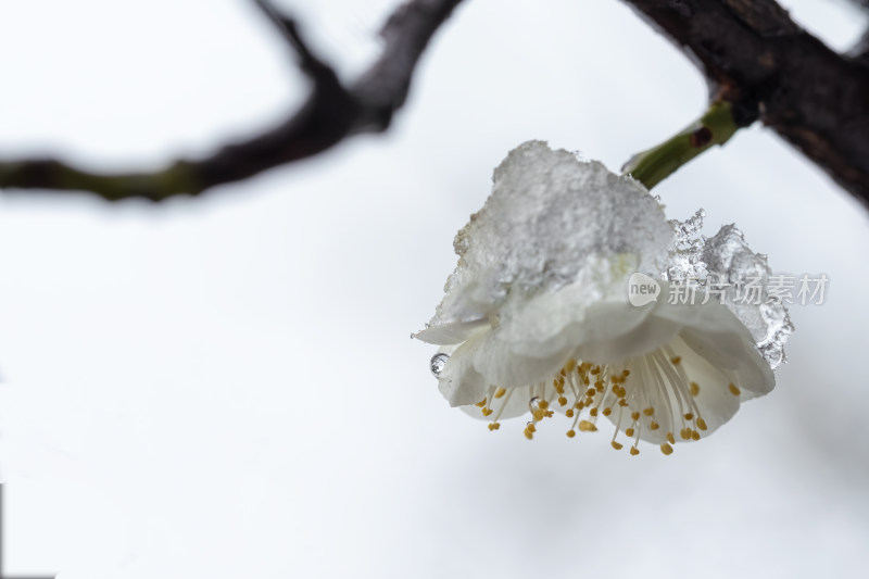 春天公园里雪中盛开的白色梅花