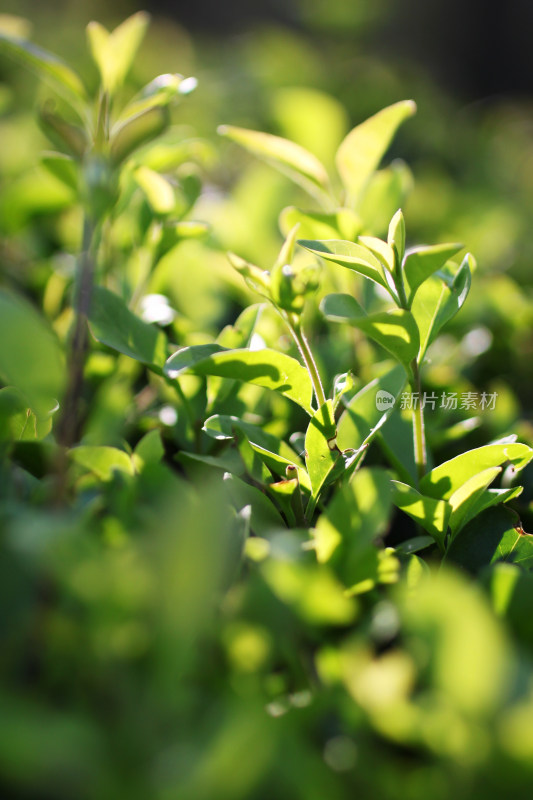 植物叶子嫩芽