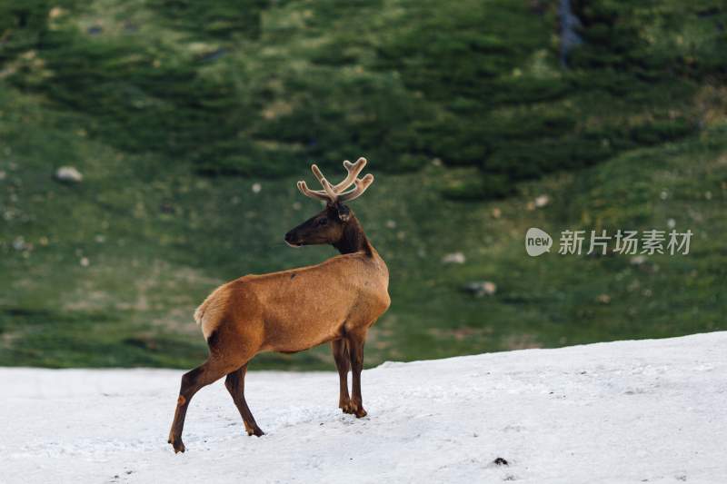 野生动物鹿