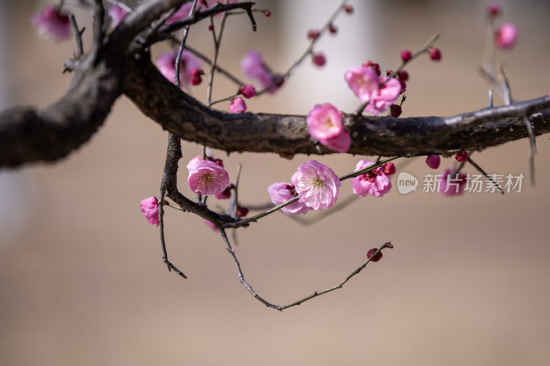 绽放的粉色梅花特写