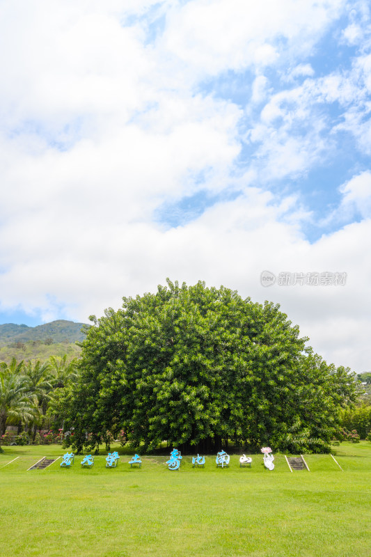 海南三亚南山旅游风景区榕树