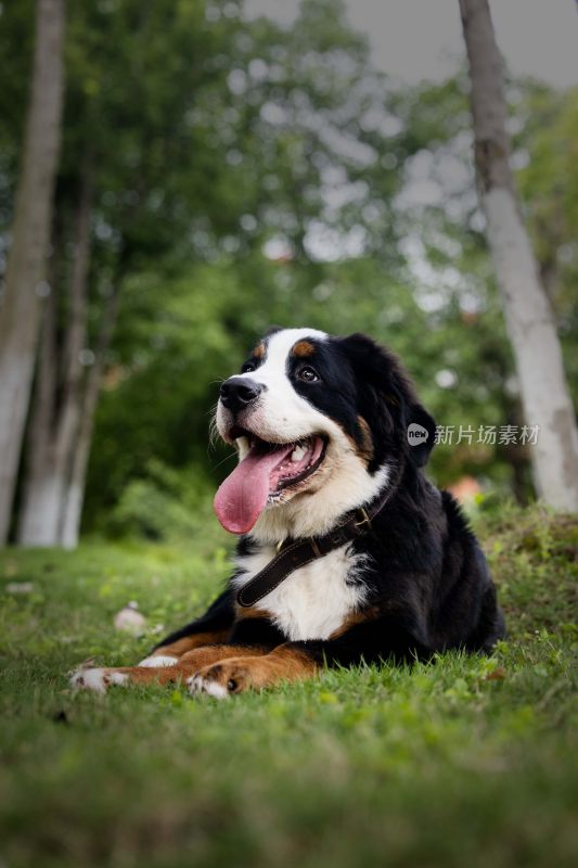 草地中休憩的伯恩山犬