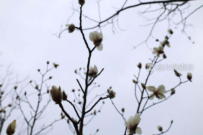 枝头绽放的玉兰花