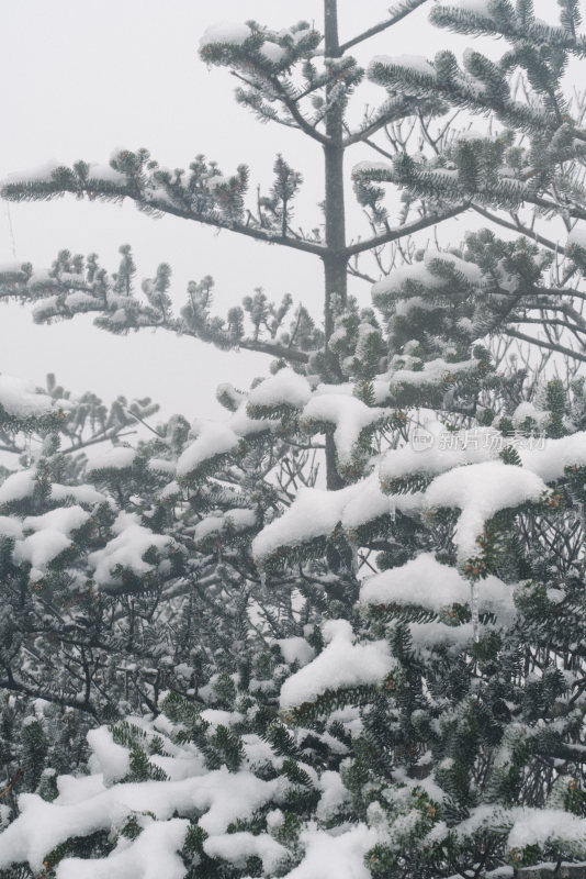 覆雪松树雾中景致