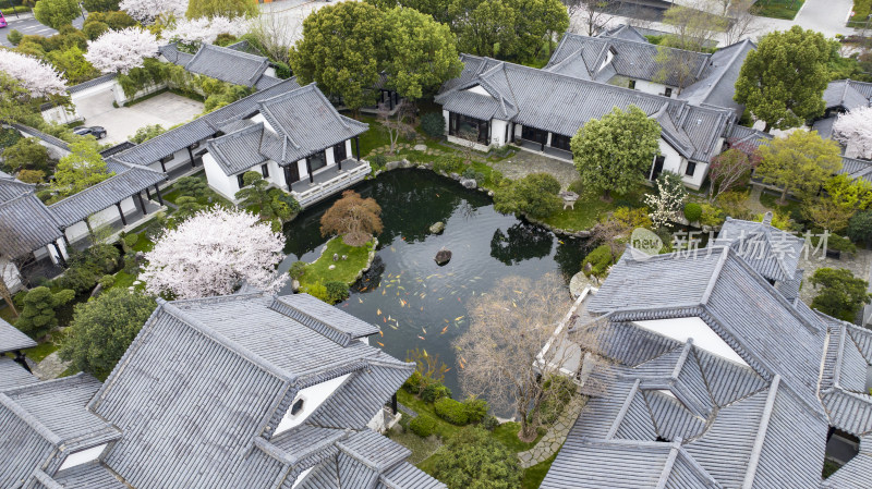 古风徽派建筑樱花盛开池塘五彩锦鲤