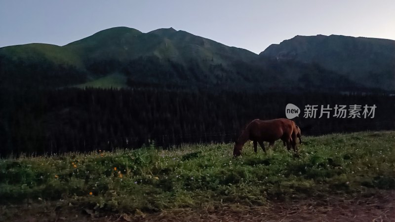 草原上马匹在山间吃草景象