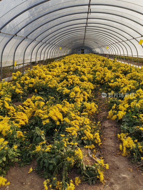 塑料大棚内种植的大片黄色菊花