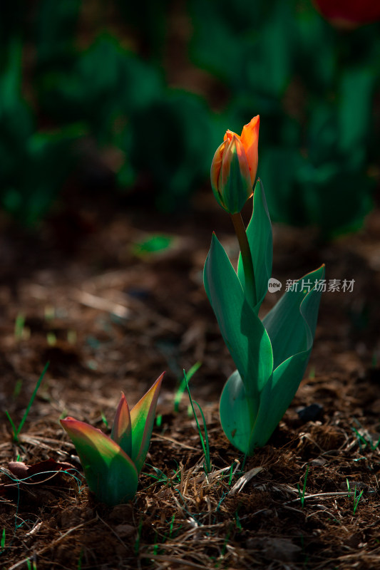 春天的花朵