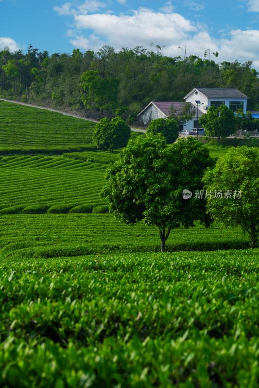 春天的长沙乌山茶场航拍