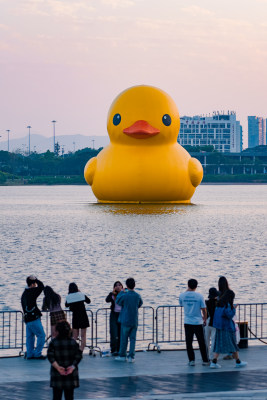 深圳湾大黄鸭