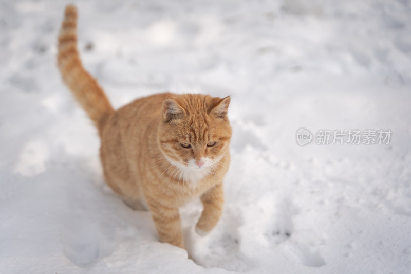 雪地橘猫踩雪行走