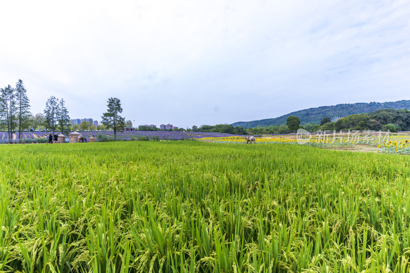 武汉光谷花海风景