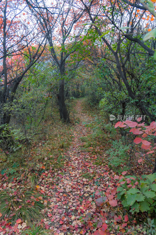 秋天霜降树木落叶小路荒野萧瑟户外徒步旅行