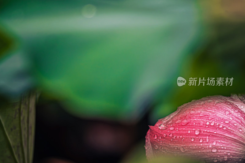 雨后荷花上的水珠