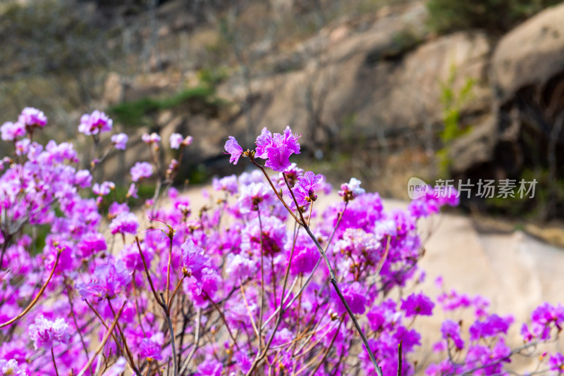 青岛大珠山杜鹃花风光