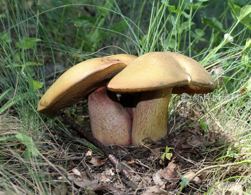 野生菌蘑菇生长环境菌类山菌野生菌