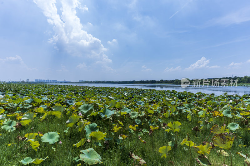 武汉蔡甸汤湖公园生态园林风景