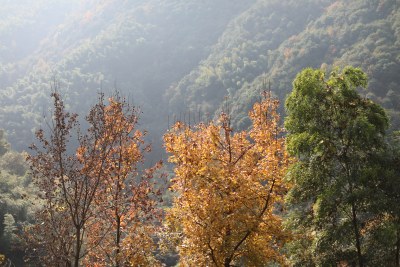 余姚四明湖红杉林秋季景色