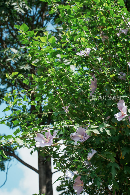 北京圆明园木槿花