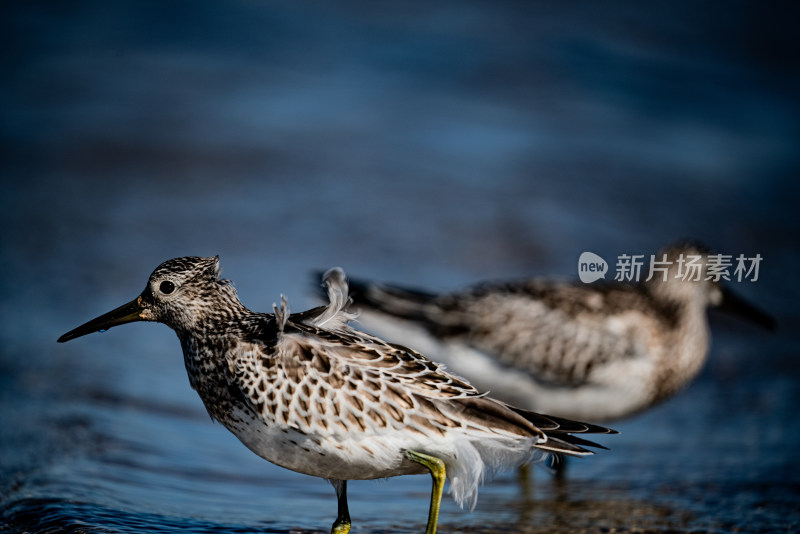 海鸥红嘴鸥