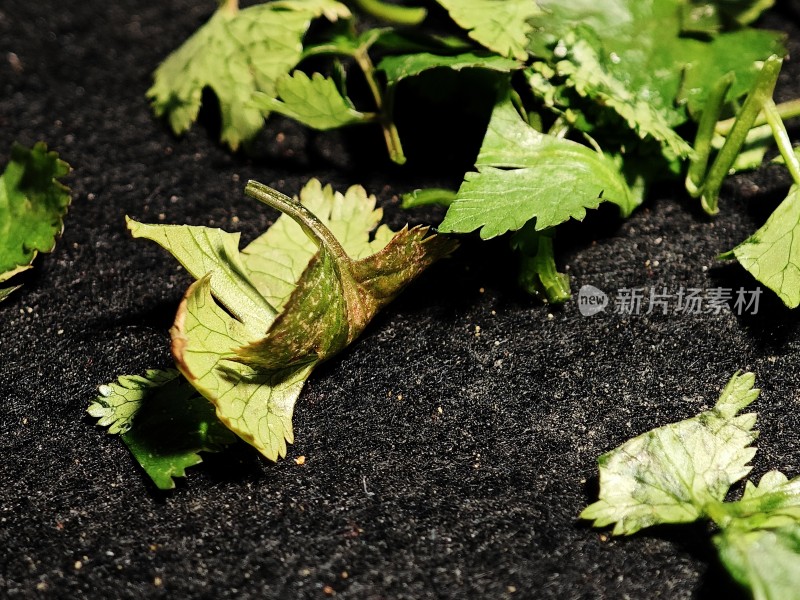 散落的香菜叶片