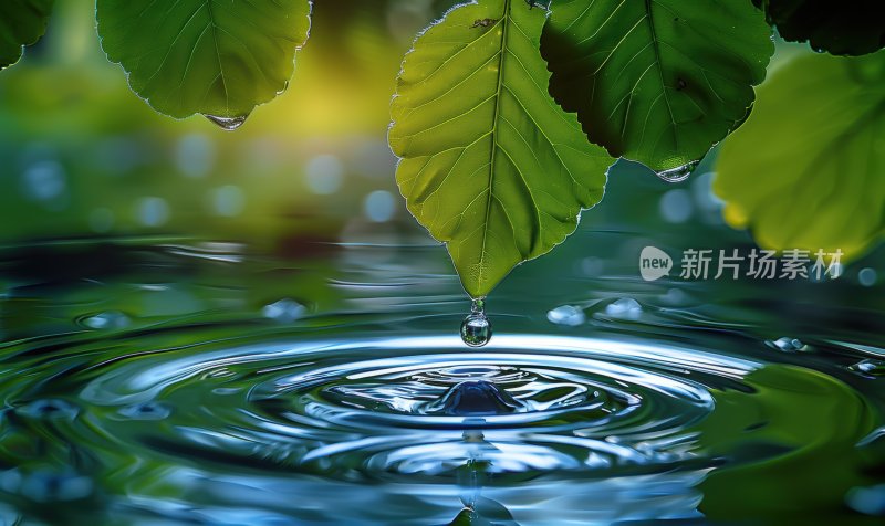 雨后植物绿叶水面树叶水珠生态背景