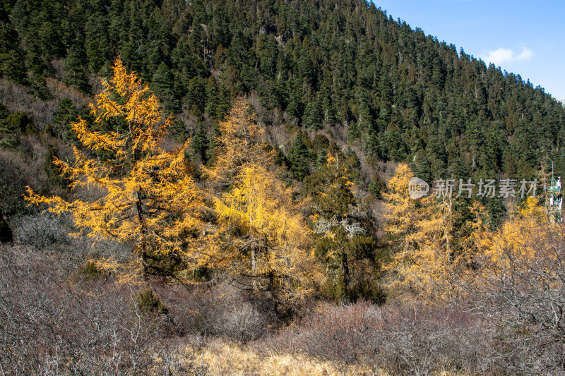 秋日山间金黄的落叶松红杉树