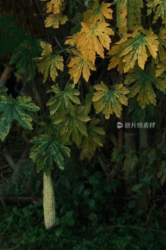 福建省泉州市德化县乡村植物特写