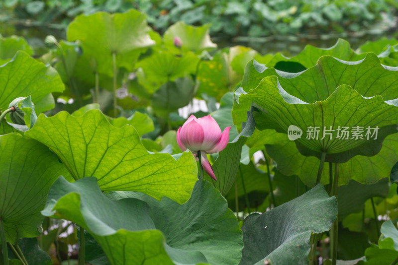 荷花开放特写镜头