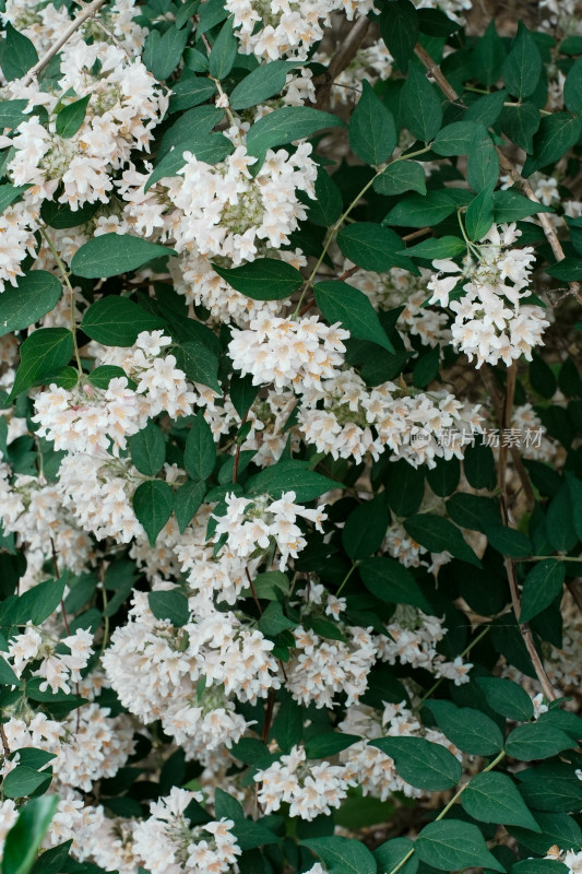 北京国家植物园猬实花