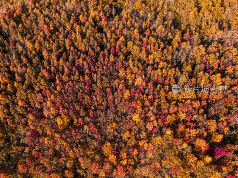 秋天秋叶秋景山林枫叶唯美