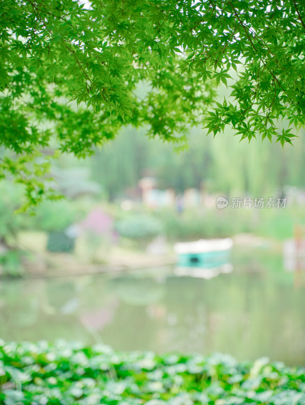 夏天小清新湖边风景壁纸