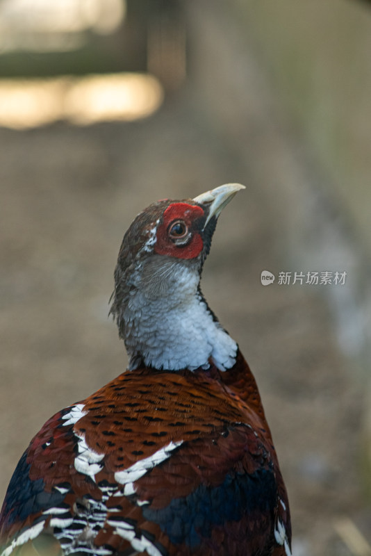 一只色彩斑斓的雉鸡头部特写