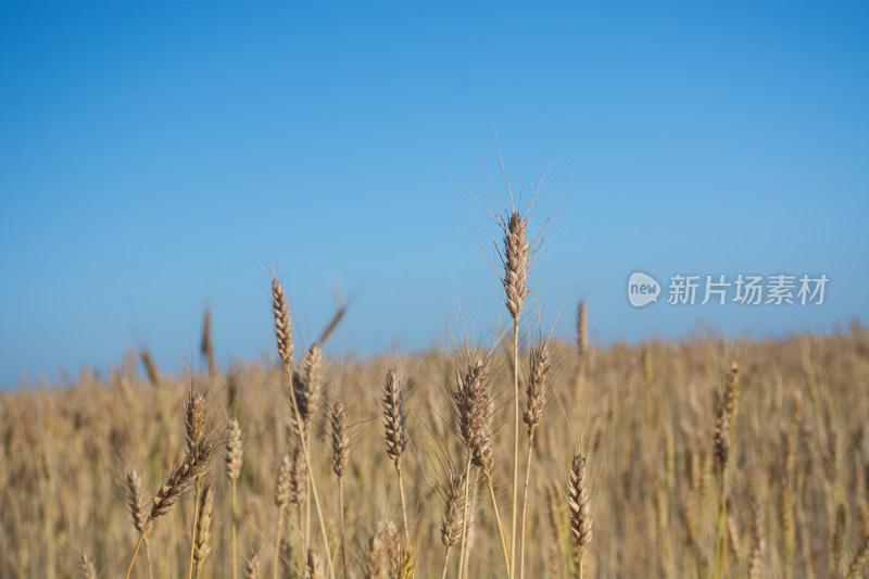 乡村农田小麦麦穗特写