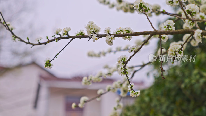 盛开的梨花特写