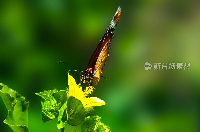 蝴蝶采蜜，觅食的蝴蝶