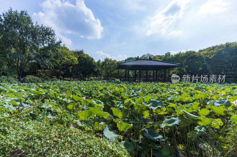 武汉蔡甸汤湖公园生态园林风景