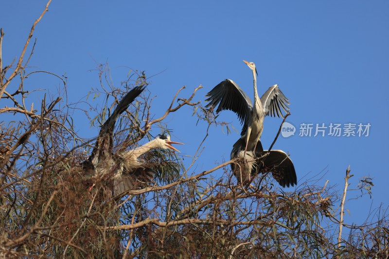 鹭鸟翩跹生态美