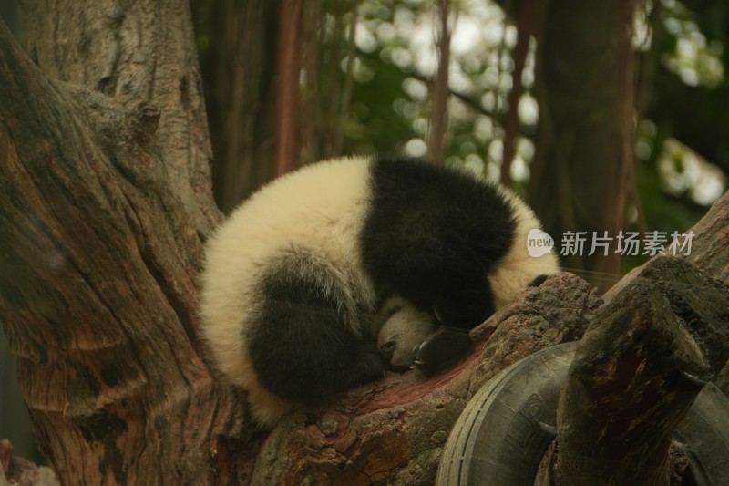 大熊猫幼崽在挂树上睡觉的可爱模样