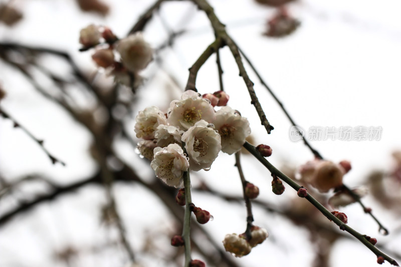 春天白色梅花盛开