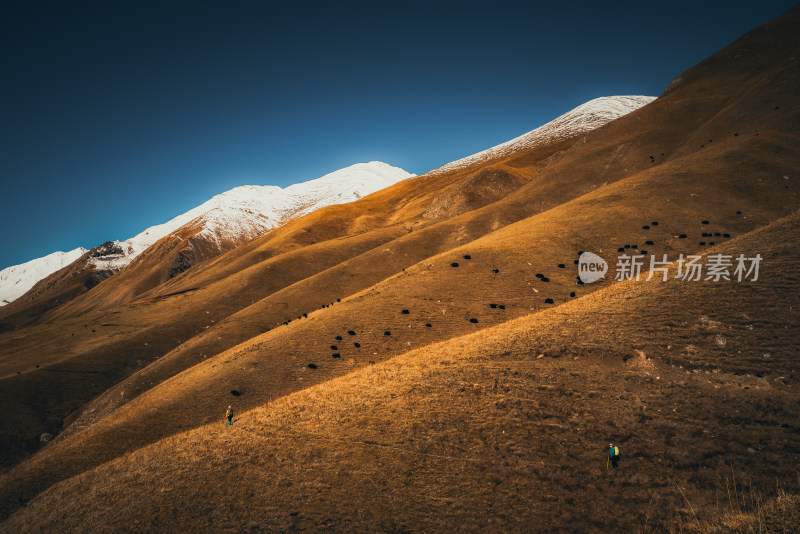 新疆天山山脉雪山河谷牧场自然风景