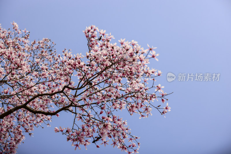杭州植物园镇园之宝濒危物种天目玉兰花