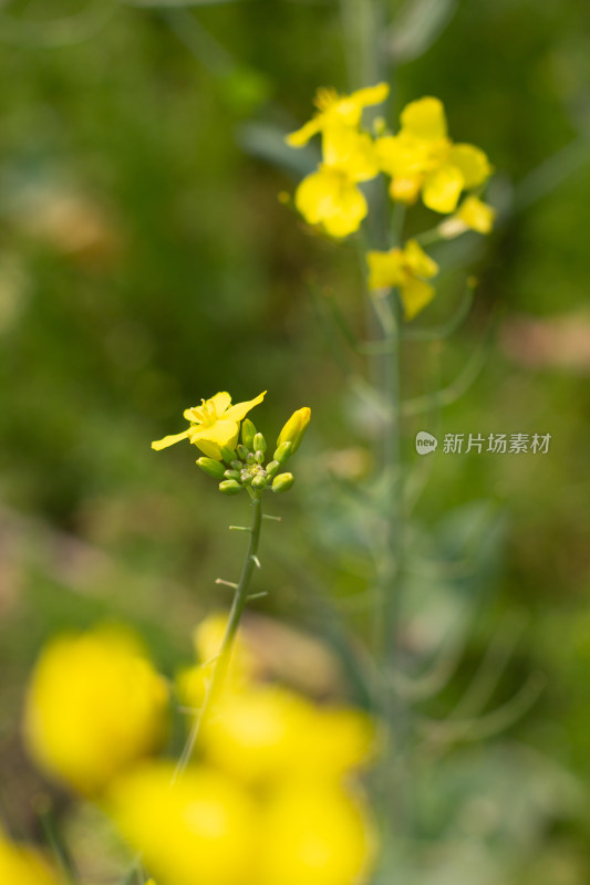 美丽的黄色油菜花田近景特写