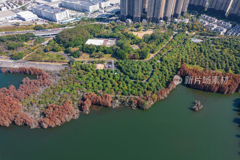 深圳大山陂水库水杉林秋色