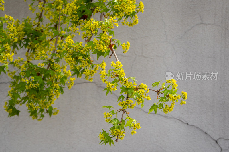 春日裂纹墙壁前枝头黄花盛开的元宝槭